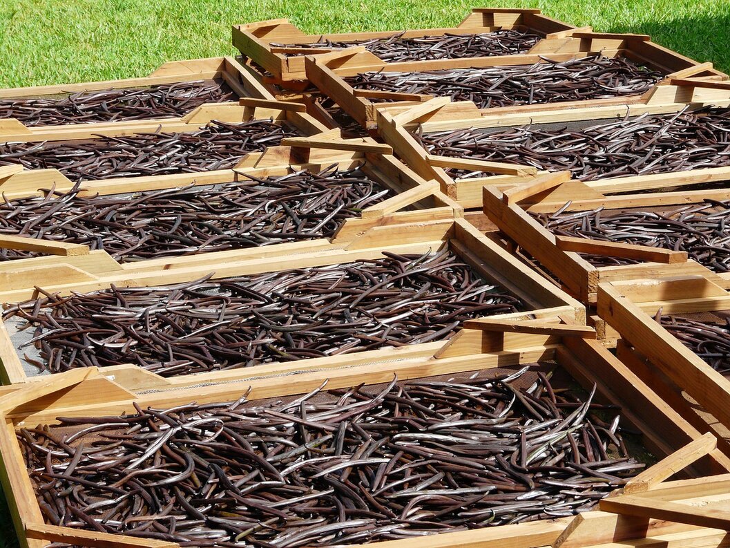 Proceso de secado y curado de vainas de vainilla