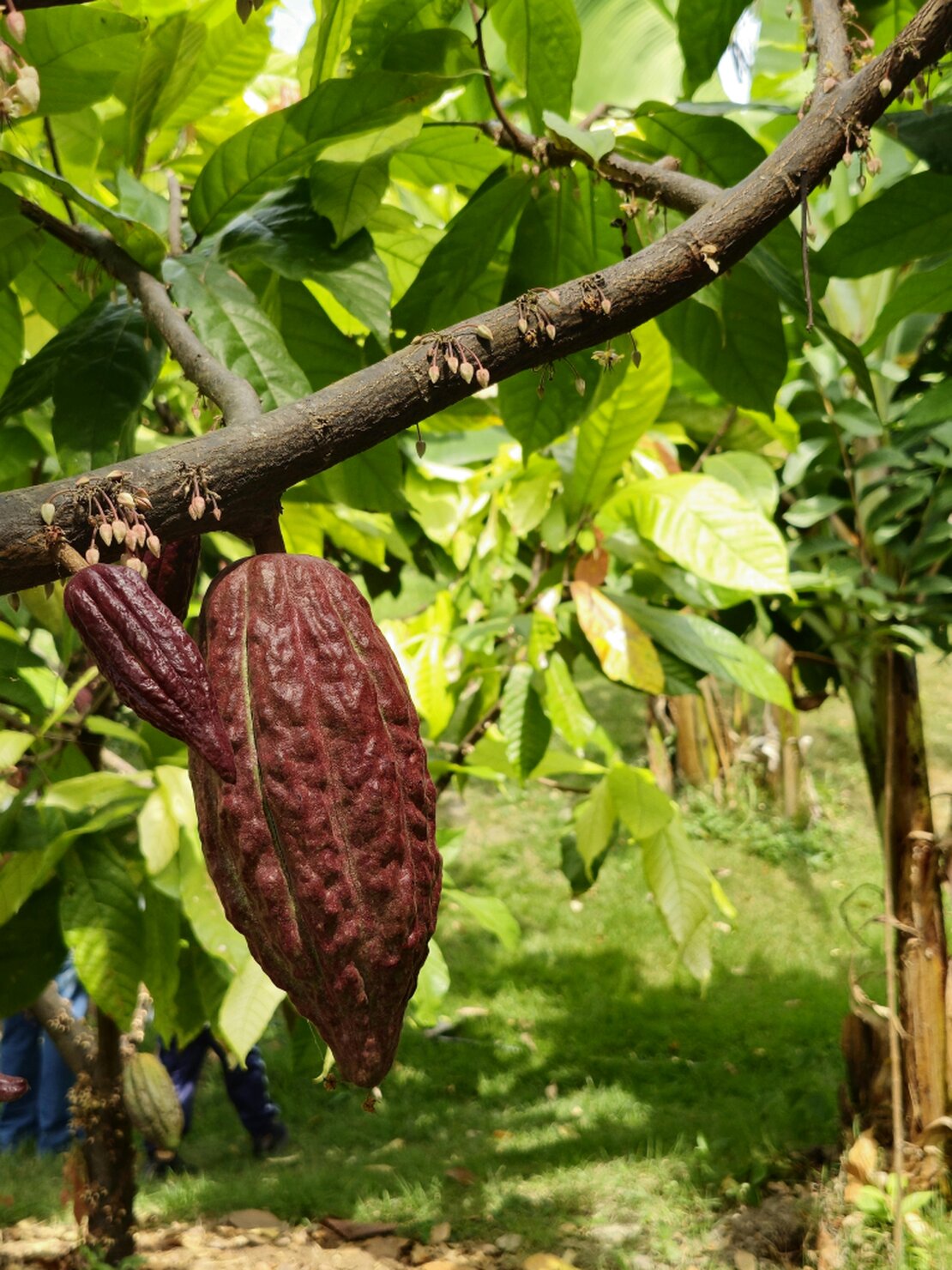 Cultivo de cacao tropical con frutos listos para cosecha